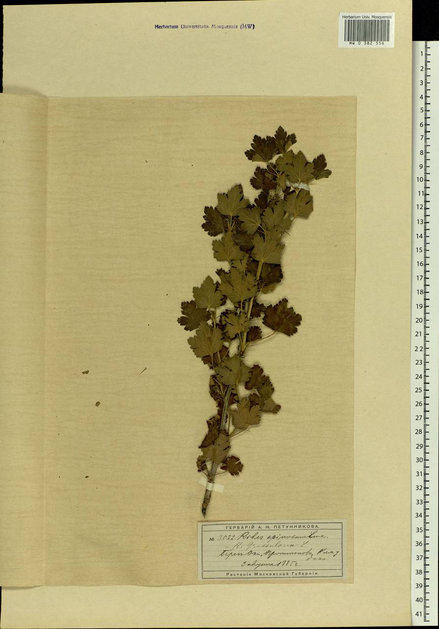 Ribes uva-crispa L., Eastern Europe, Moscow region (E4a) (Russia)