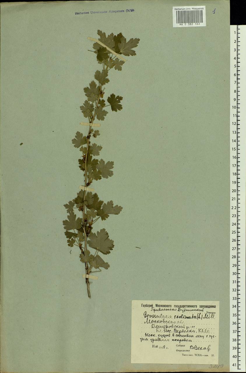 Ribes uva-crispa L., Eastern Europe, Moscow region (E4a) (Russia)