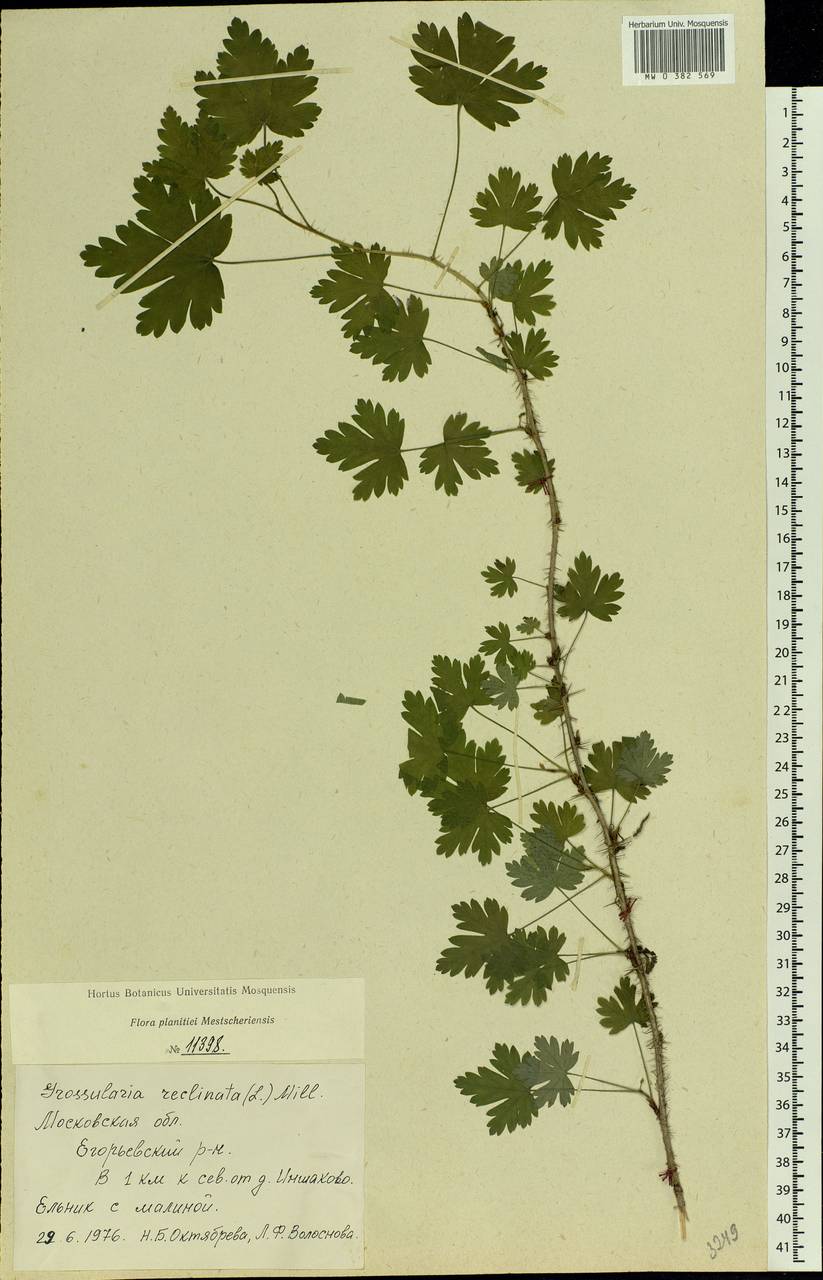 Ribes uva-crispa L., Eastern Europe, Moscow region (E4a) (Russia)