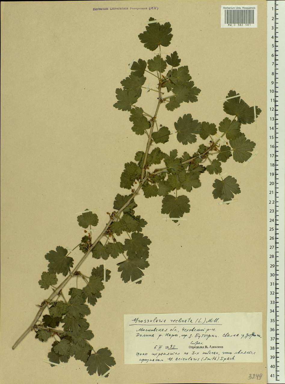Ribes uva-crispa L., Eastern Europe, Moscow region (E4a) (Russia)