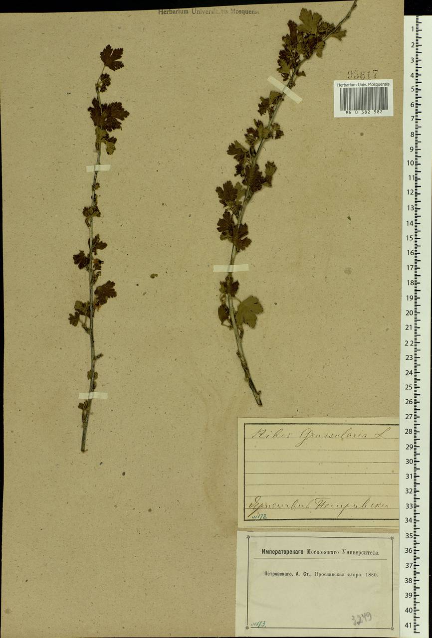 Ribes uva-crispa, Eastern Europe, Central forest region (E5) (Russia)