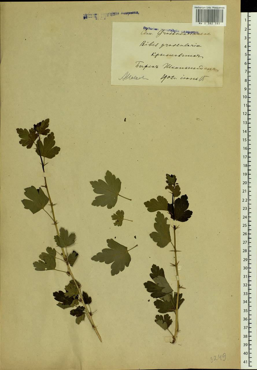 Ribes uva-crispa L., Eastern Europe, Eastern region (E10) (Russia)