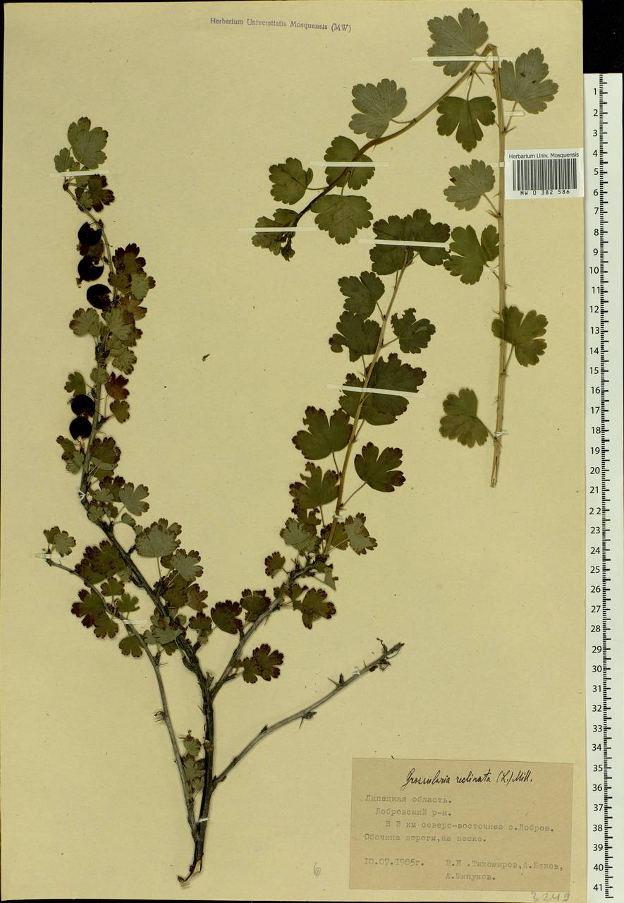 Ribes uva-crispa, Eastern Europe, Central forest-and-steppe region (E6) (Russia)