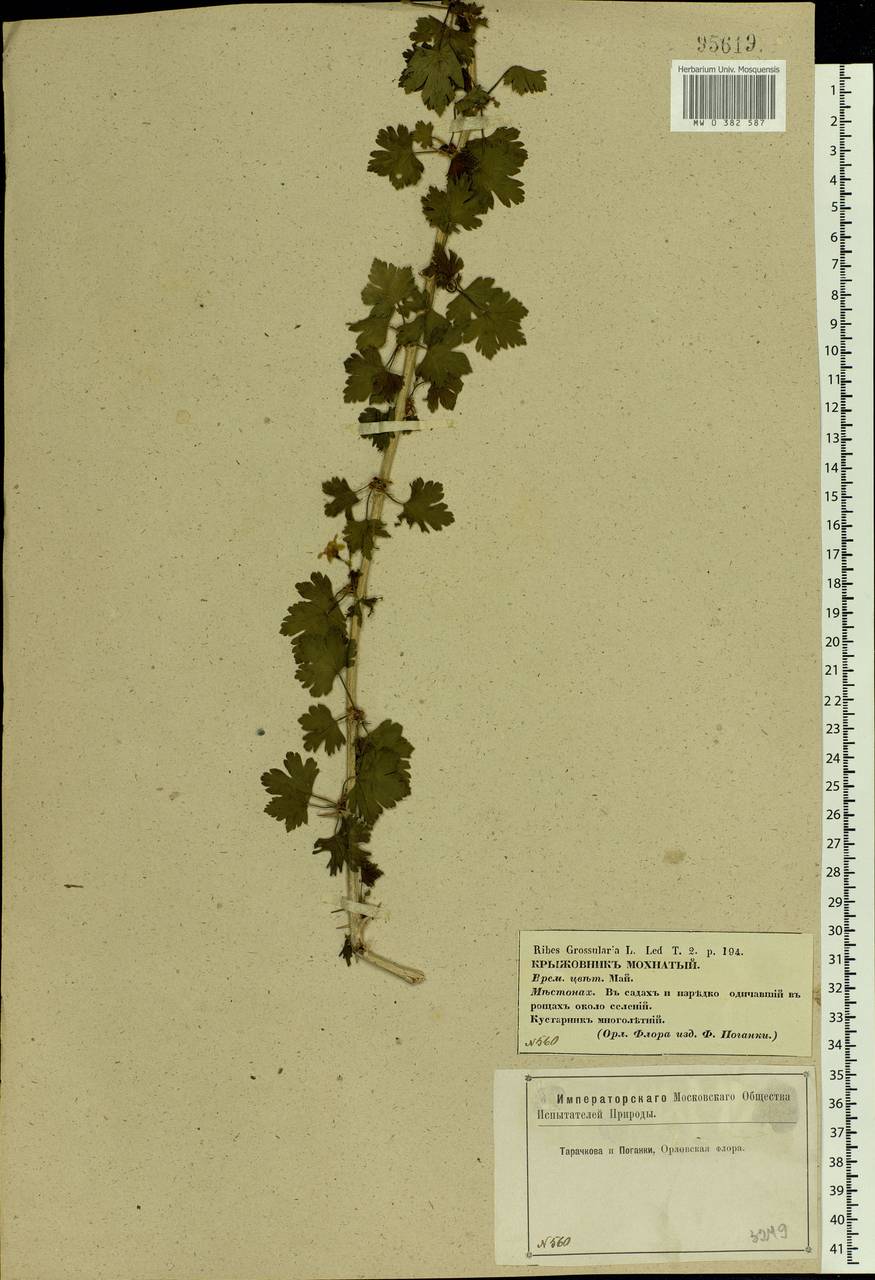 Ribes uva-crispa L., Eastern Europe, Central forest-and-steppe region (E6) (Russia)