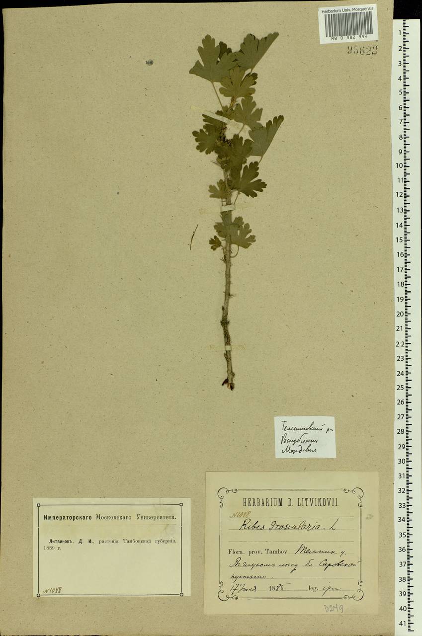 Ribes uva-crispa, Eastern Europe, Volga-Kama region (E7) (Russia)