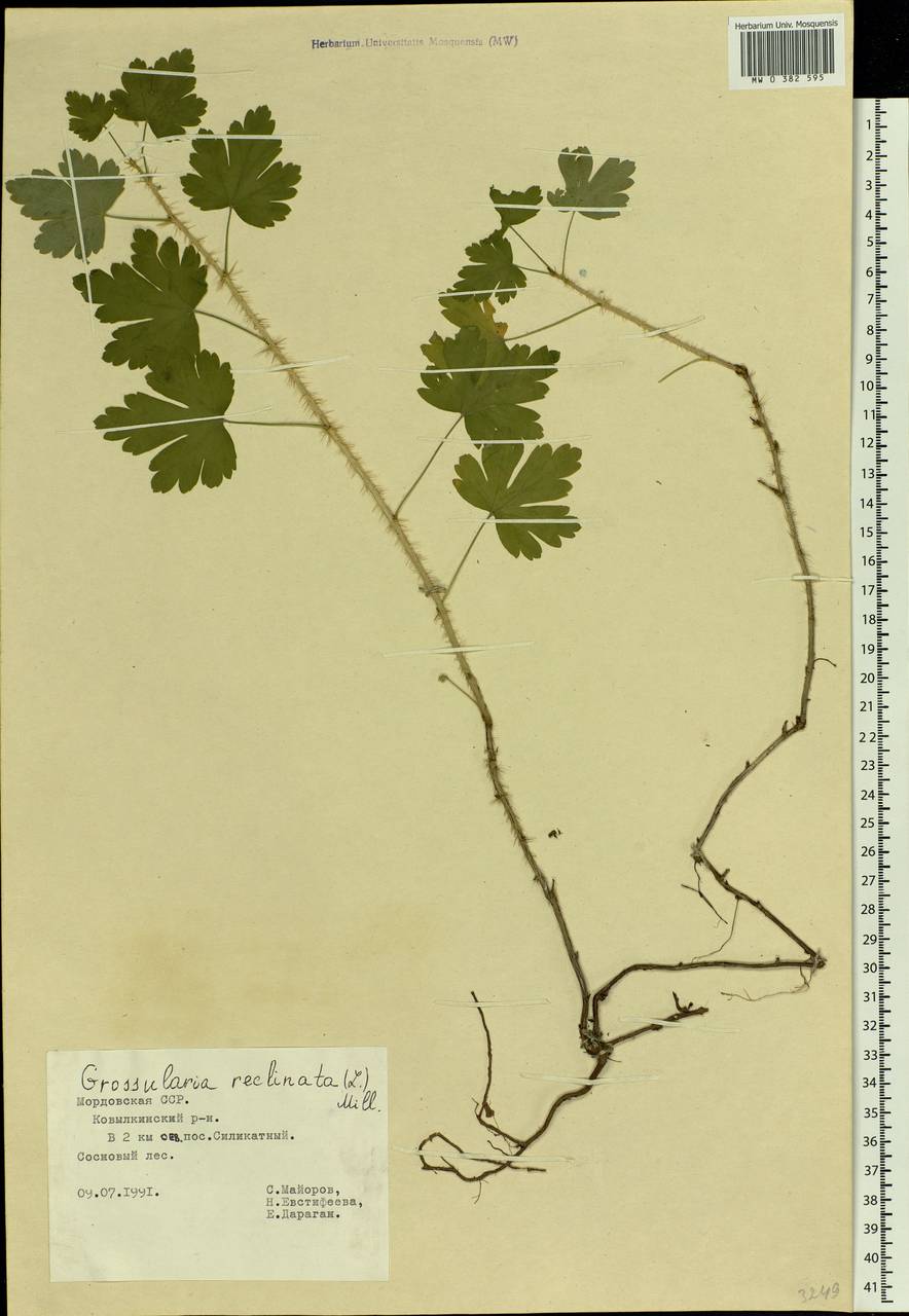 Ribes uva-crispa L., Eastern Europe, Middle Volga region (E8) (Russia)