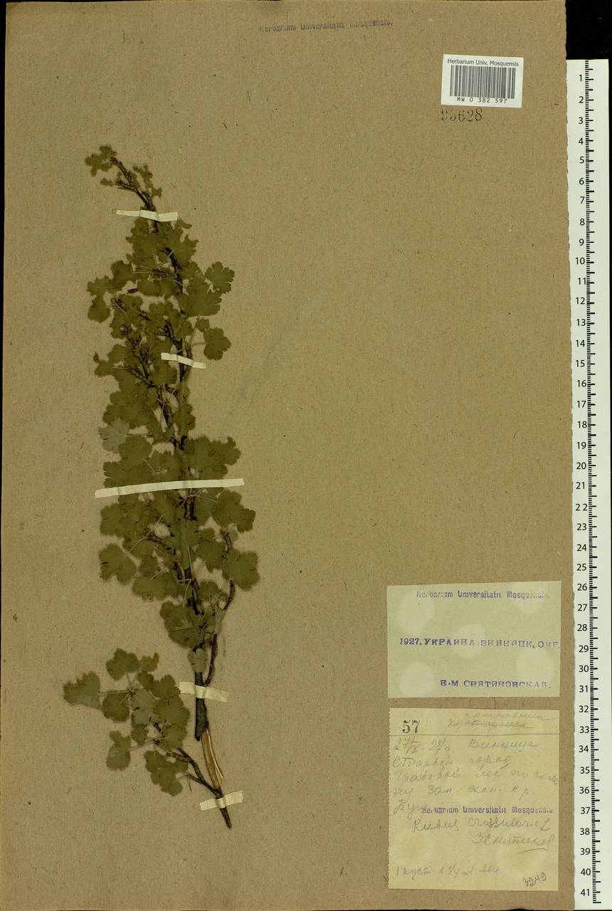 Ribes uva-crispa L., Eastern Europe, South Ukrainian region (E12) (Ukraine)