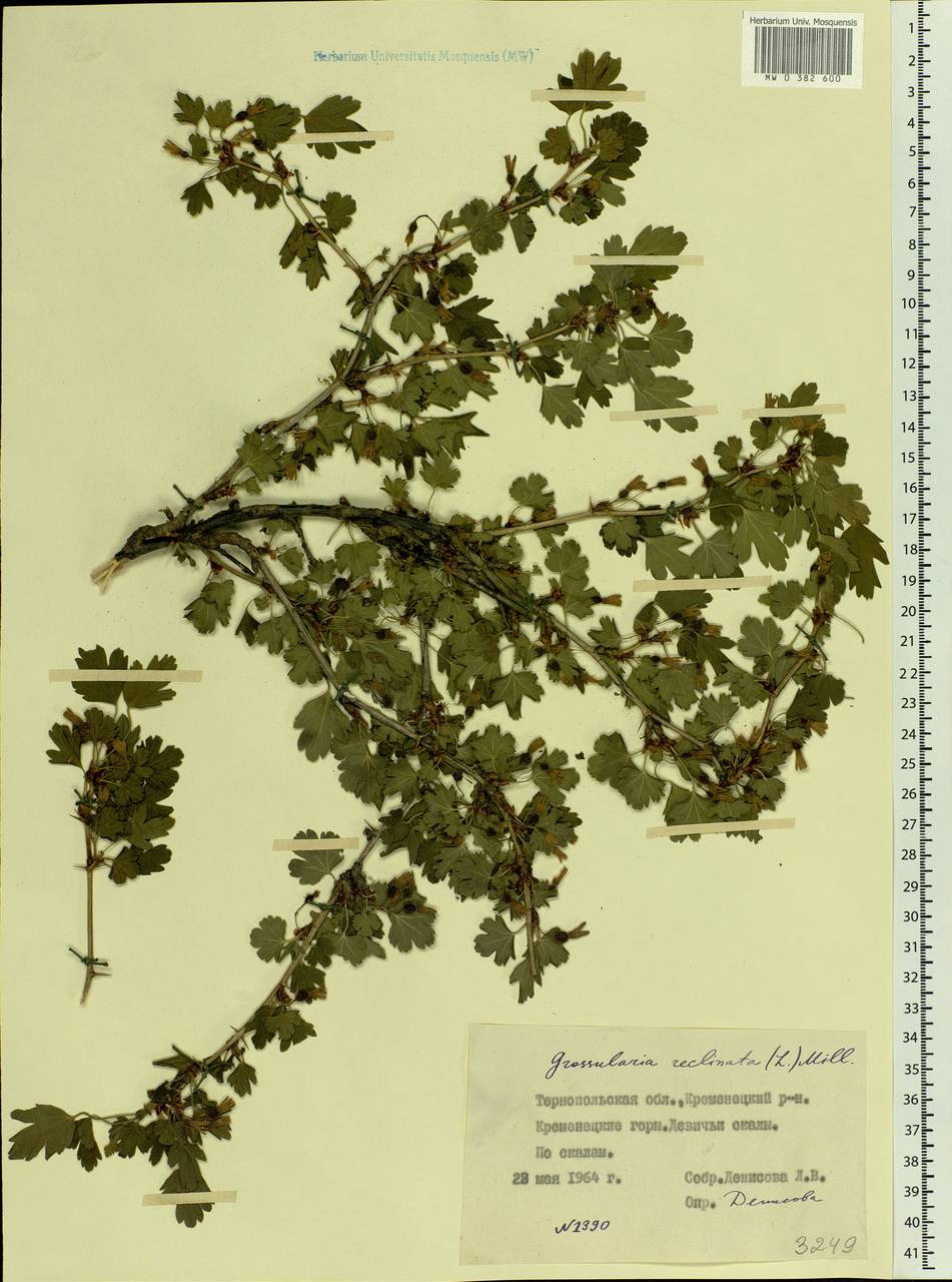 Ribes uva-crispa, Eastern Europe, West Ukrainian region (E13) (Ukraine)