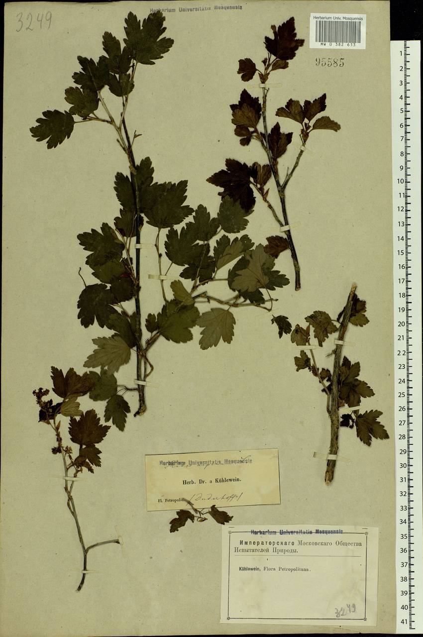 Ribes alpinum L., Eastern Europe, North-Western region (E2) (Russia)