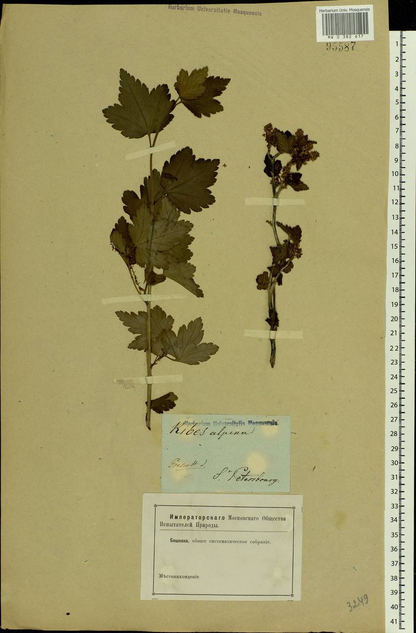 Ribes alpinum L., Eastern Europe, North-Western region (E2) (Russia)