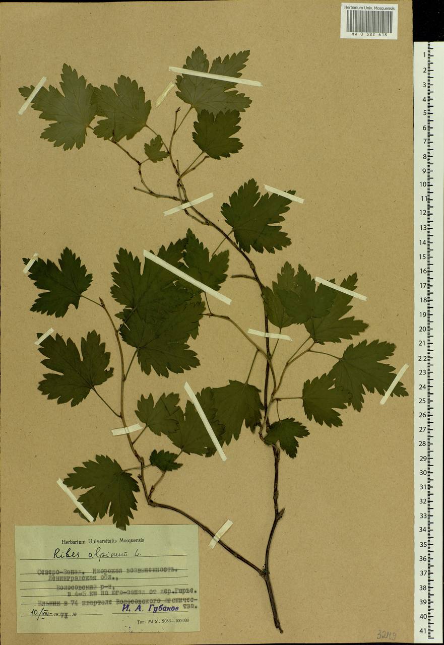 Ribes alpinum L., Eastern Europe, North-Western region (E2) (Russia)