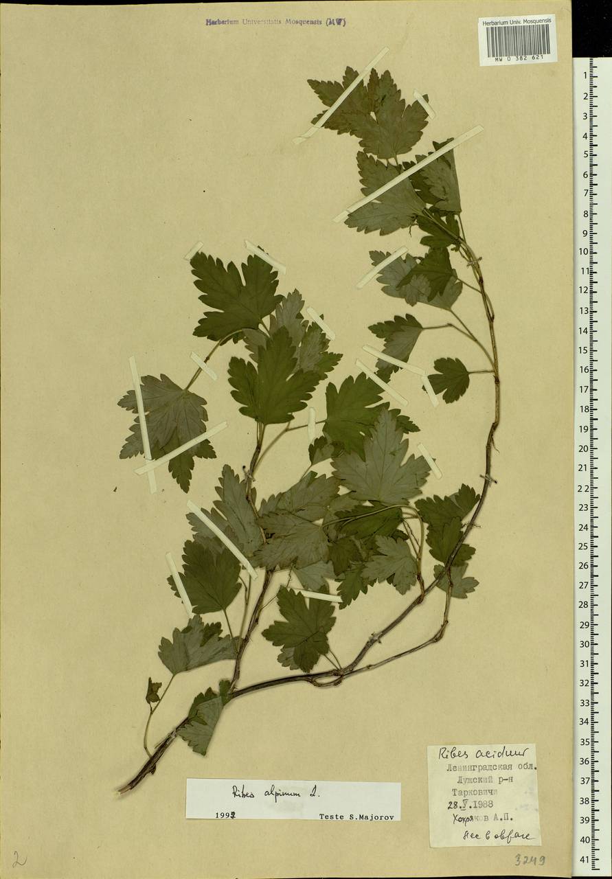 Ribes alpinum L., Eastern Europe, North-Western region (E2) (Russia)