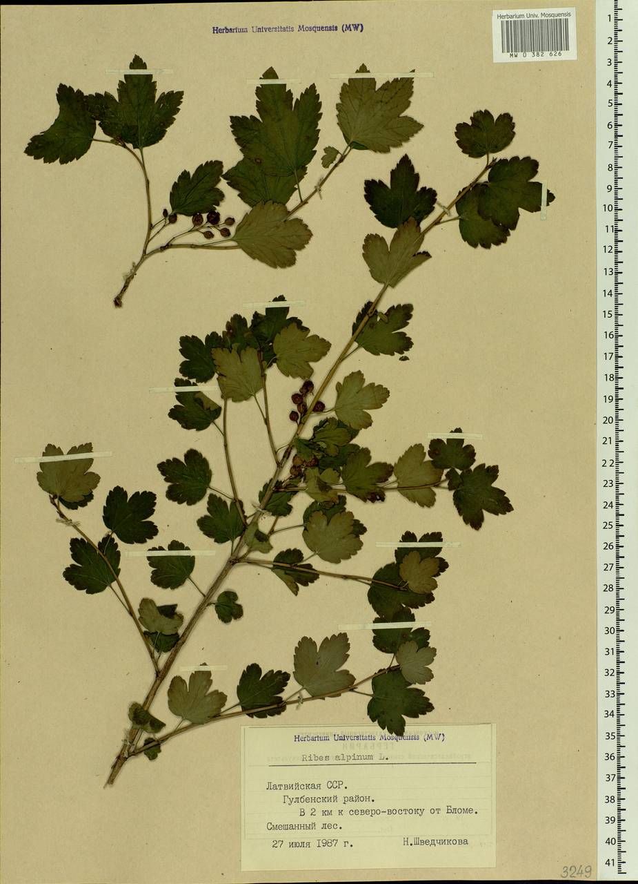 Ribes alpinum, Eastern Europe, Latvia (E2b) (Latvia)