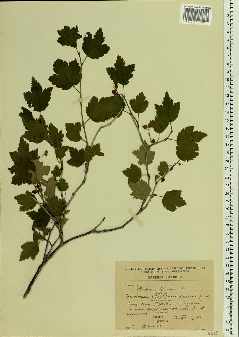 Ribes alpinum, Eastern Europe, Estonia (E2c) (Estonia)