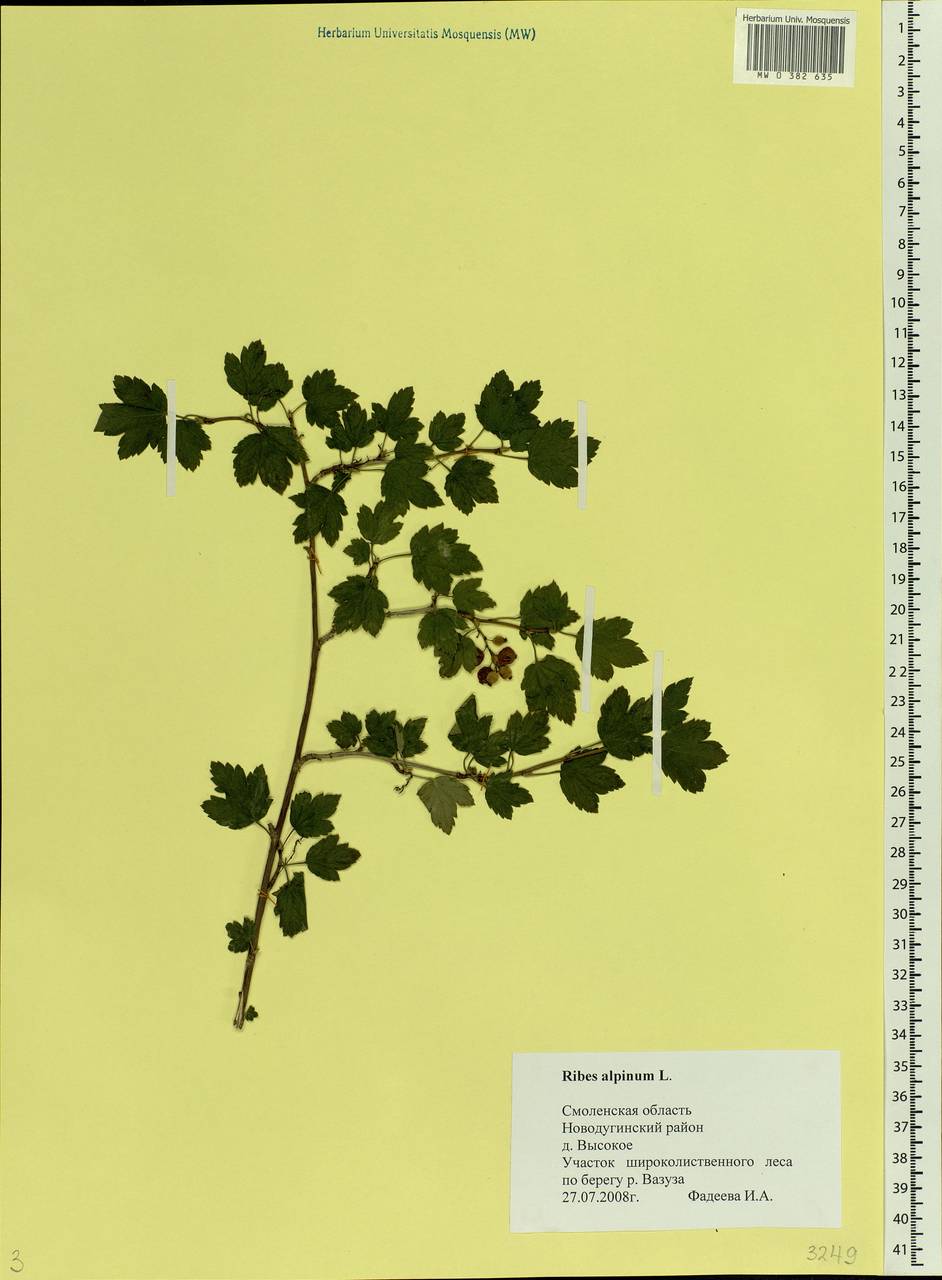 Ribes alpinum L., Eastern Europe, Western region (E3) (Russia)