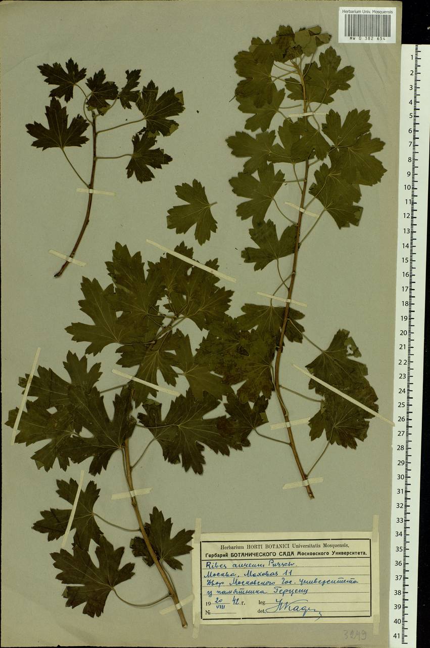 Ribes aureum Pursh, Eastern Europe, Moscow region (E4a) (Russia)