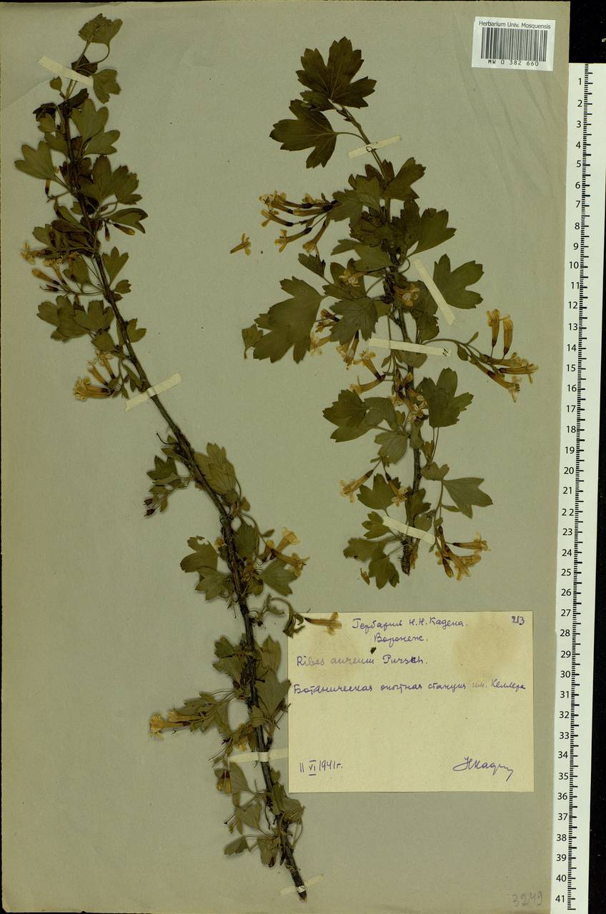 Ribes aureum Pursh, Eastern Europe, Central forest-and-steppe region (E6) (Russia)