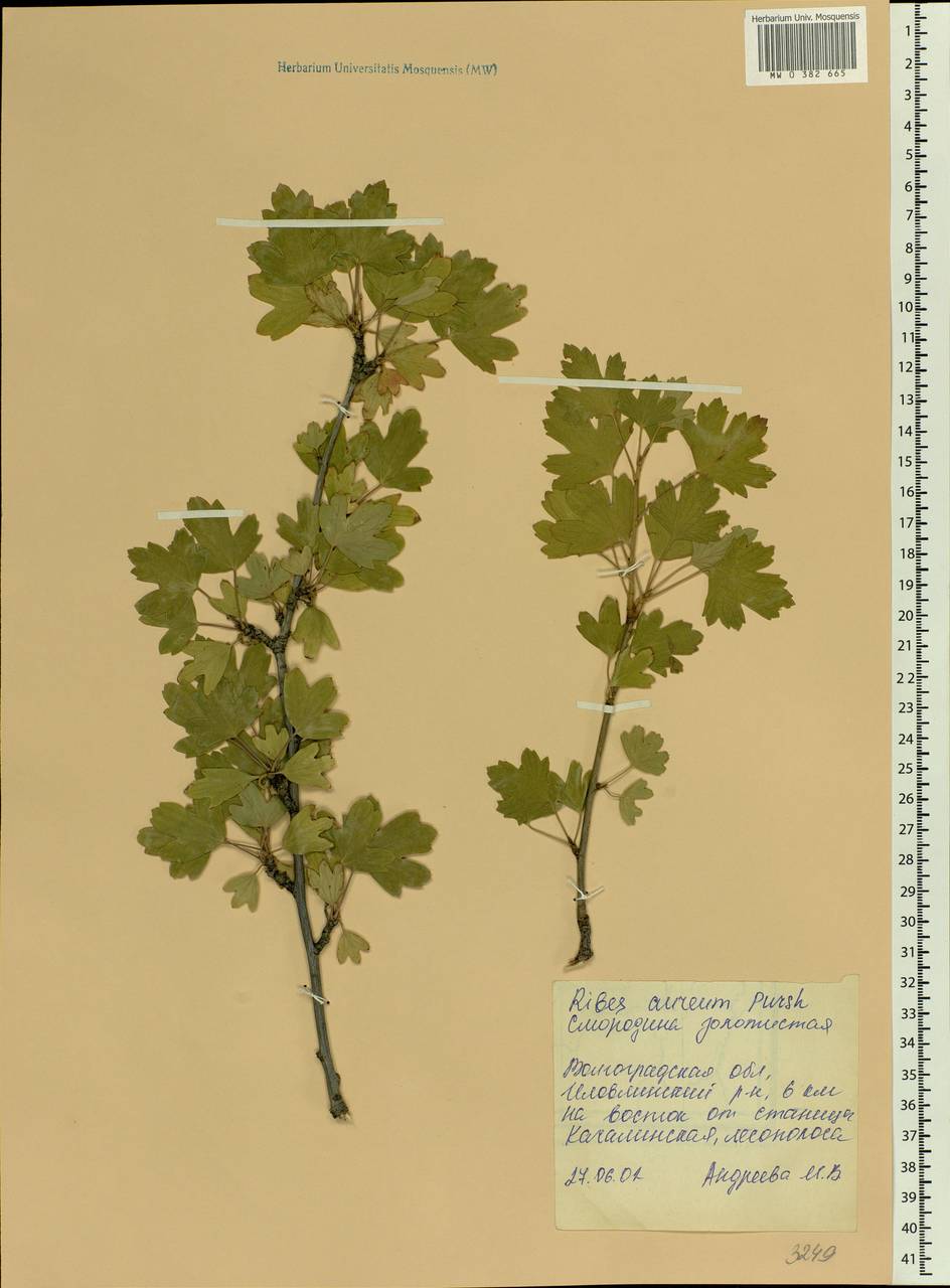Ribes aureum Pursh, Eastern Europe, Lower Volga region (E9) (Russia)