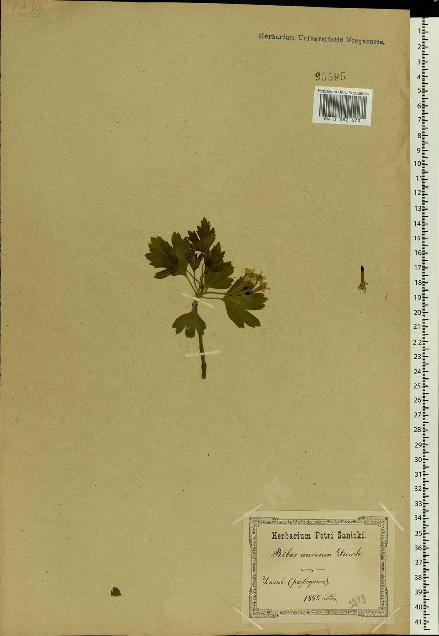 Ribes aureum Pursh, Eastern Europe, South Ukrainian region (E12) (Ukraine)