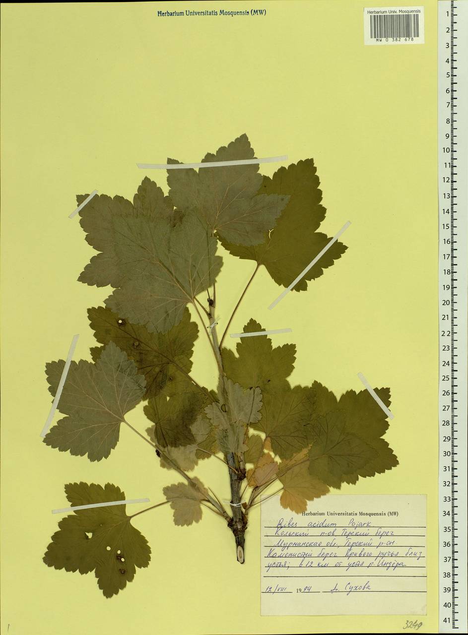 Ribes spicatum subsp. lapponicum Hyl., Eastern Europe, Northern region (E1) (Russia)