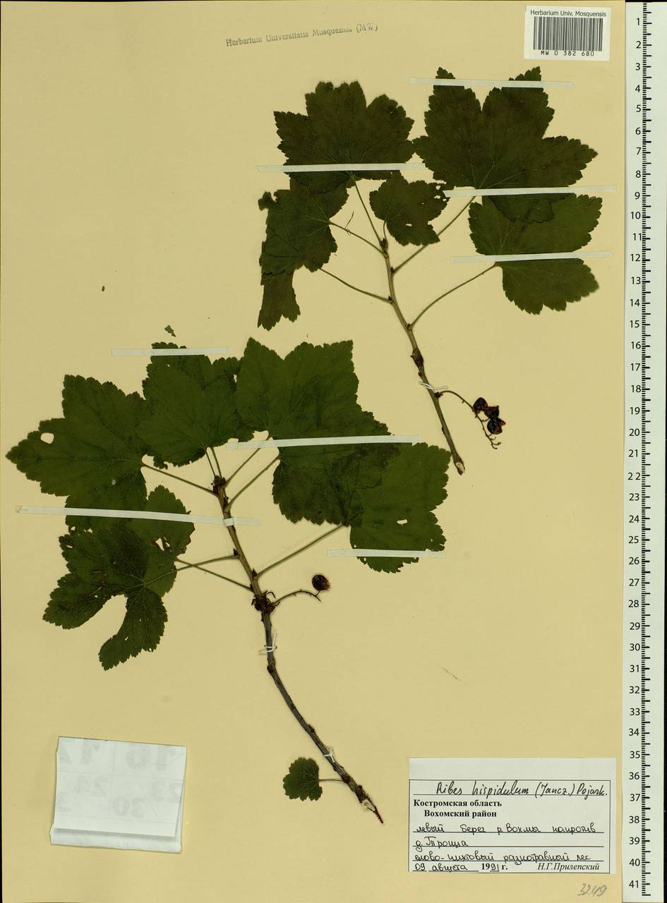 Ribes spicatum subsp. hispidulum (Jancz.) L. Hämet-Ahti, Eastern Europe, Central forest region (E5) (Russia)