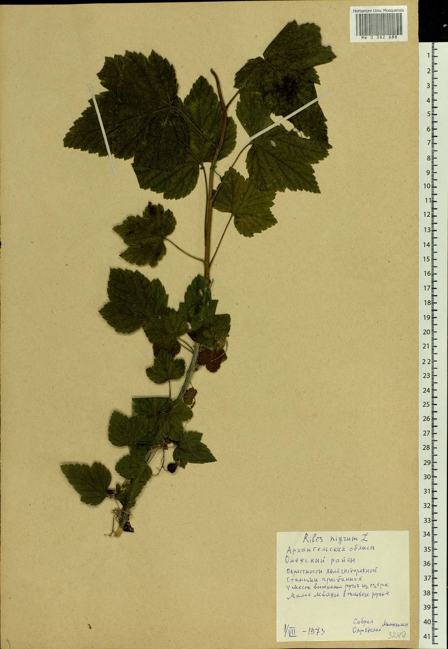 Ribes nigrum L., Eastern Europe, Northern region (E1) (Russia)