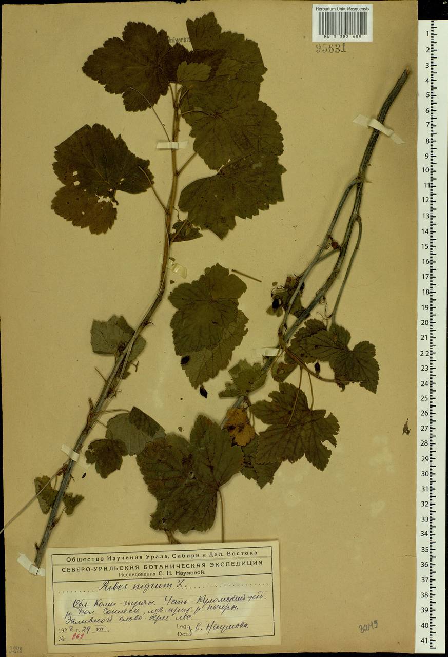 Ribes nigrum L., Eastern Europe, Northern region (E1) (Russia)