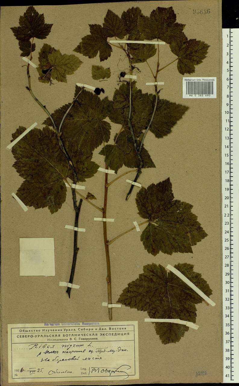Ribes nigrum L., Eastern Europe, Northern region (E1) (Russia)