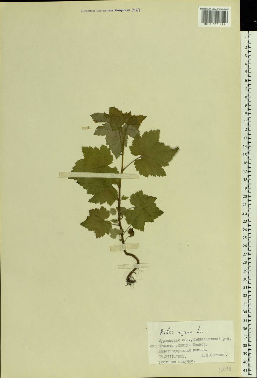 Ribes nigrum L., Eastern Europe, Northern region (E1) (Russia)