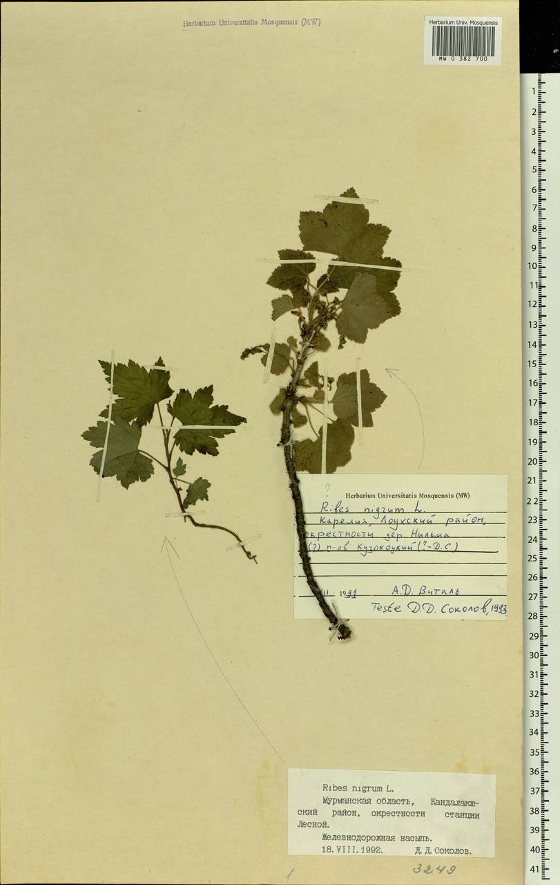 Ribes nigrum L., Eastern Europe, Northern region (E1) (Russia)