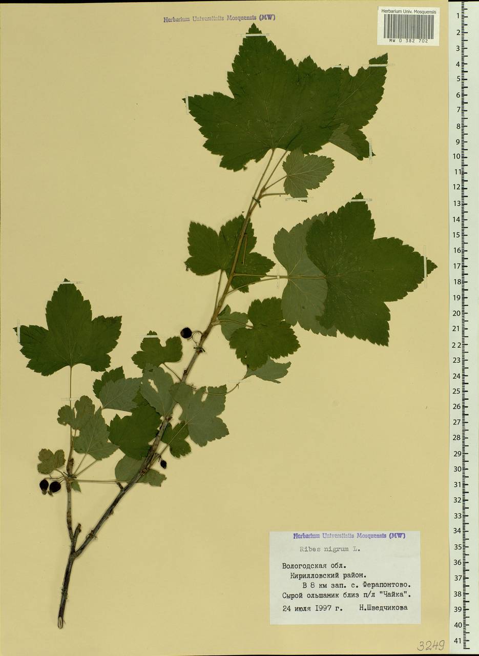 Ribes nigrum L., Eastern Europe, Northern region (E1) (Russia)