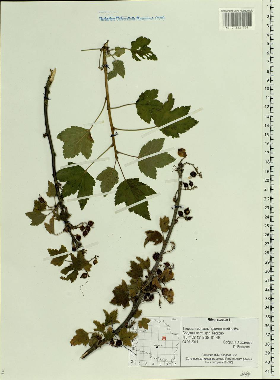 Ribes nigrum L., Eastern Europe, North-Western region (E2) (Russia)
