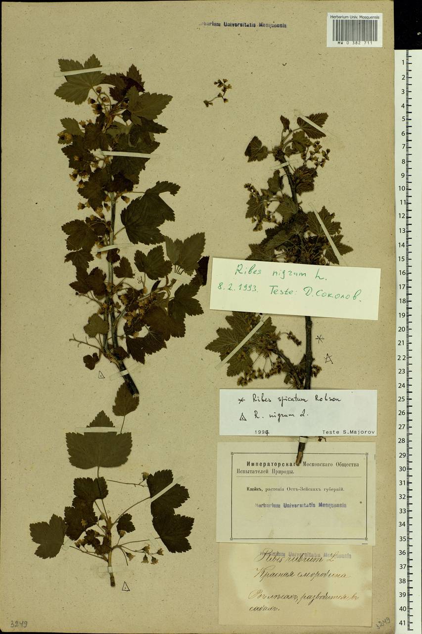 Ribes nigrum L., Eastern Europe, Latvia (E2b) (Latvia)