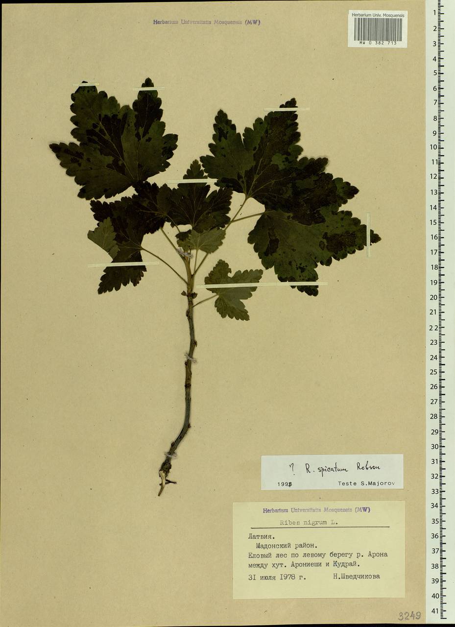 Ribes nigrum L., Eastern Europe, Latvia (E2b) (Latvia)