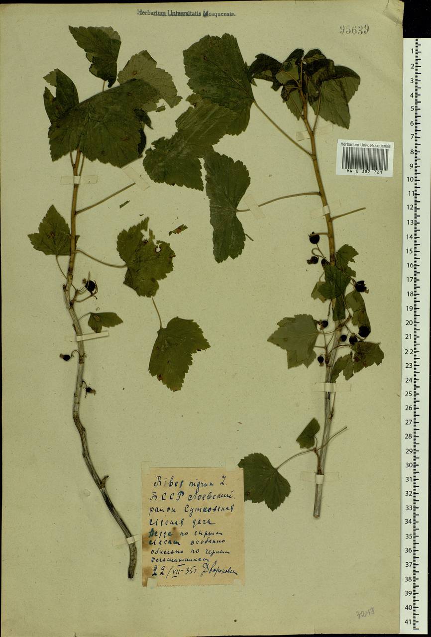 Ribes nigrum L., Eastern Europe, Belarus (E3a) (Belarus)
