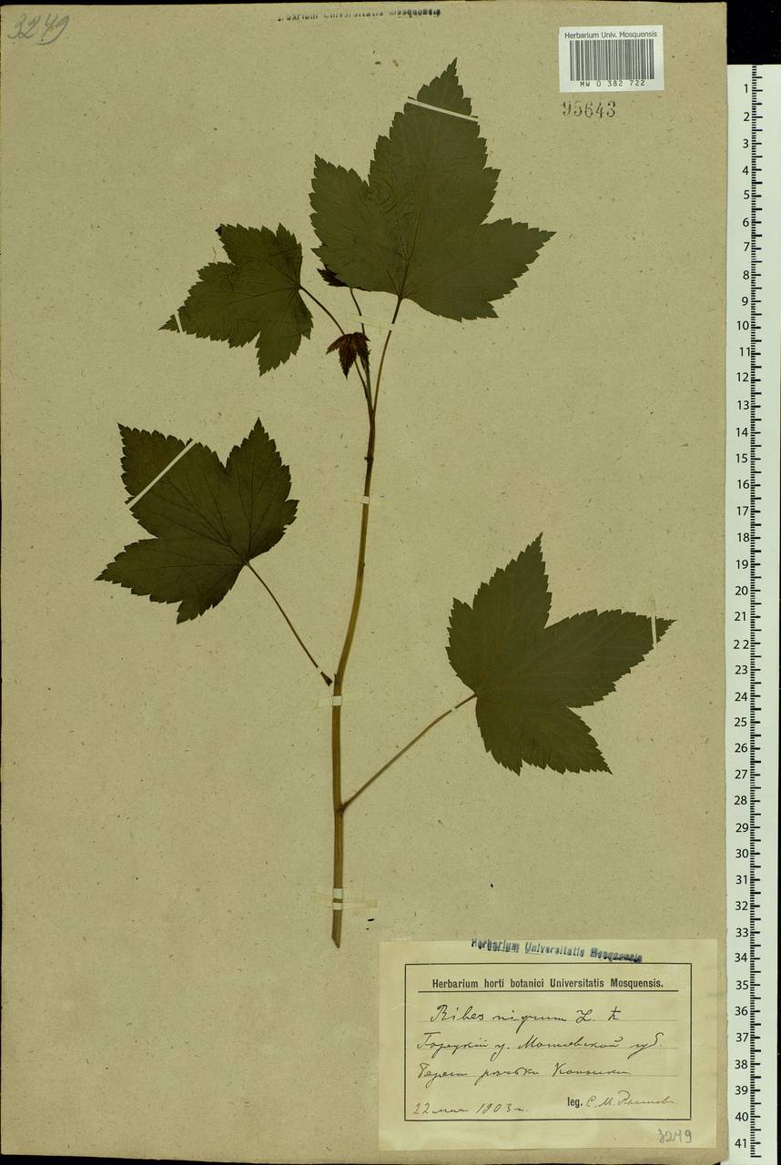 Ribes nigrum L., Eastern Europe, Belarus (E3a) (Belarus)