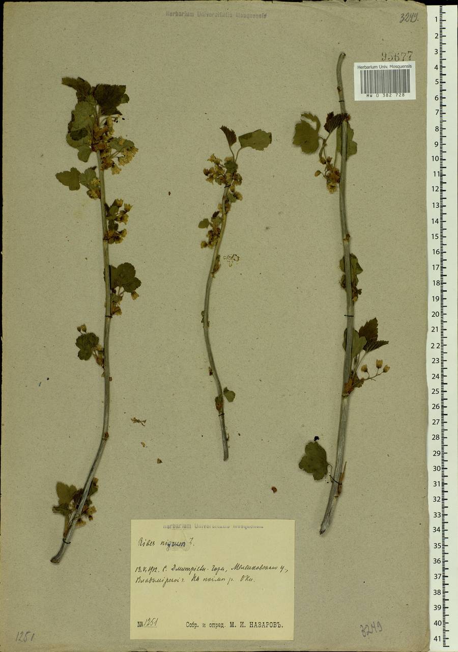 Ribes nigrum L., Eastern Europe, Central region (E4) (Russia)
