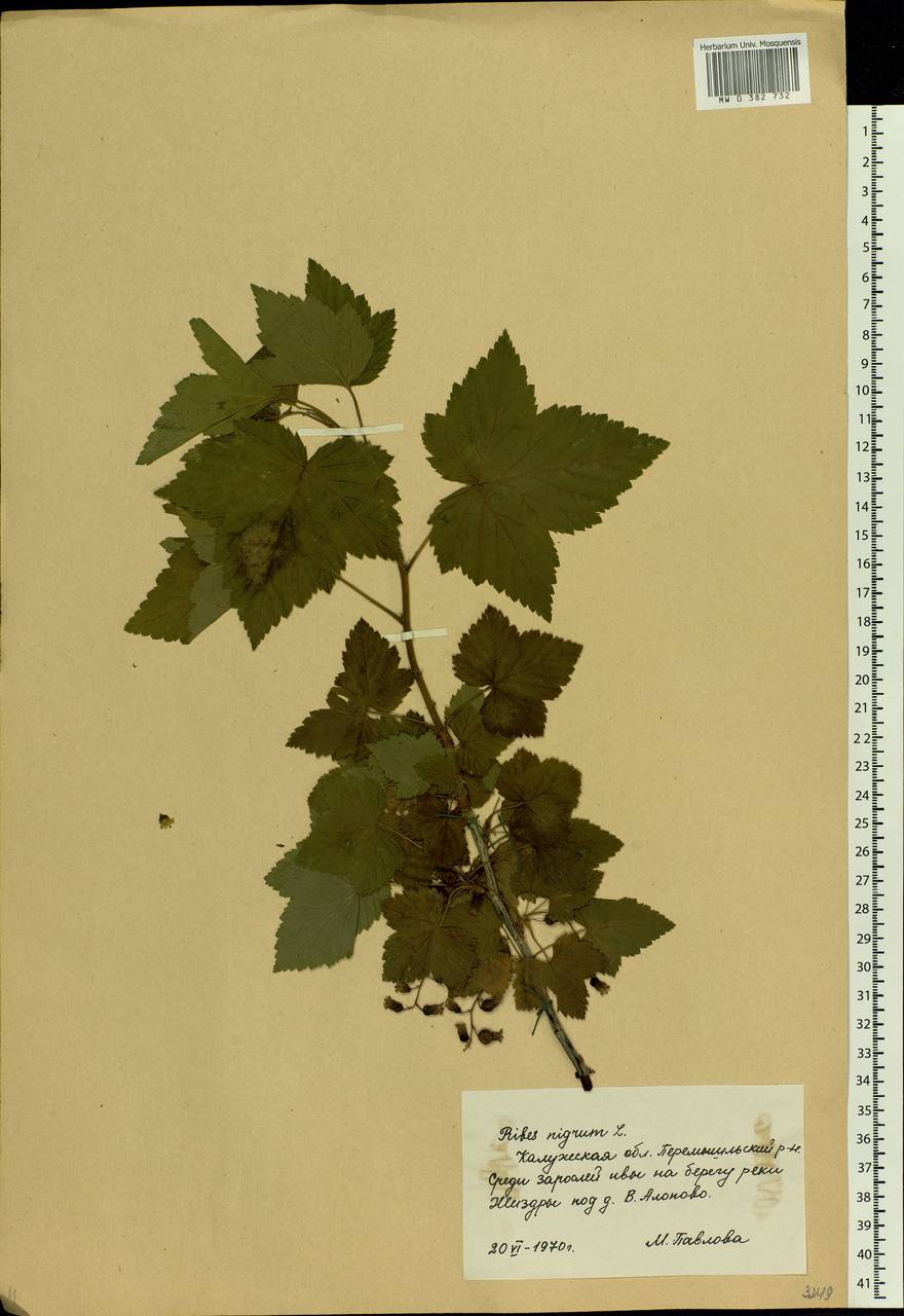 Ribes nigrum L., Eastern Europe, Central region (E4) (Russia)