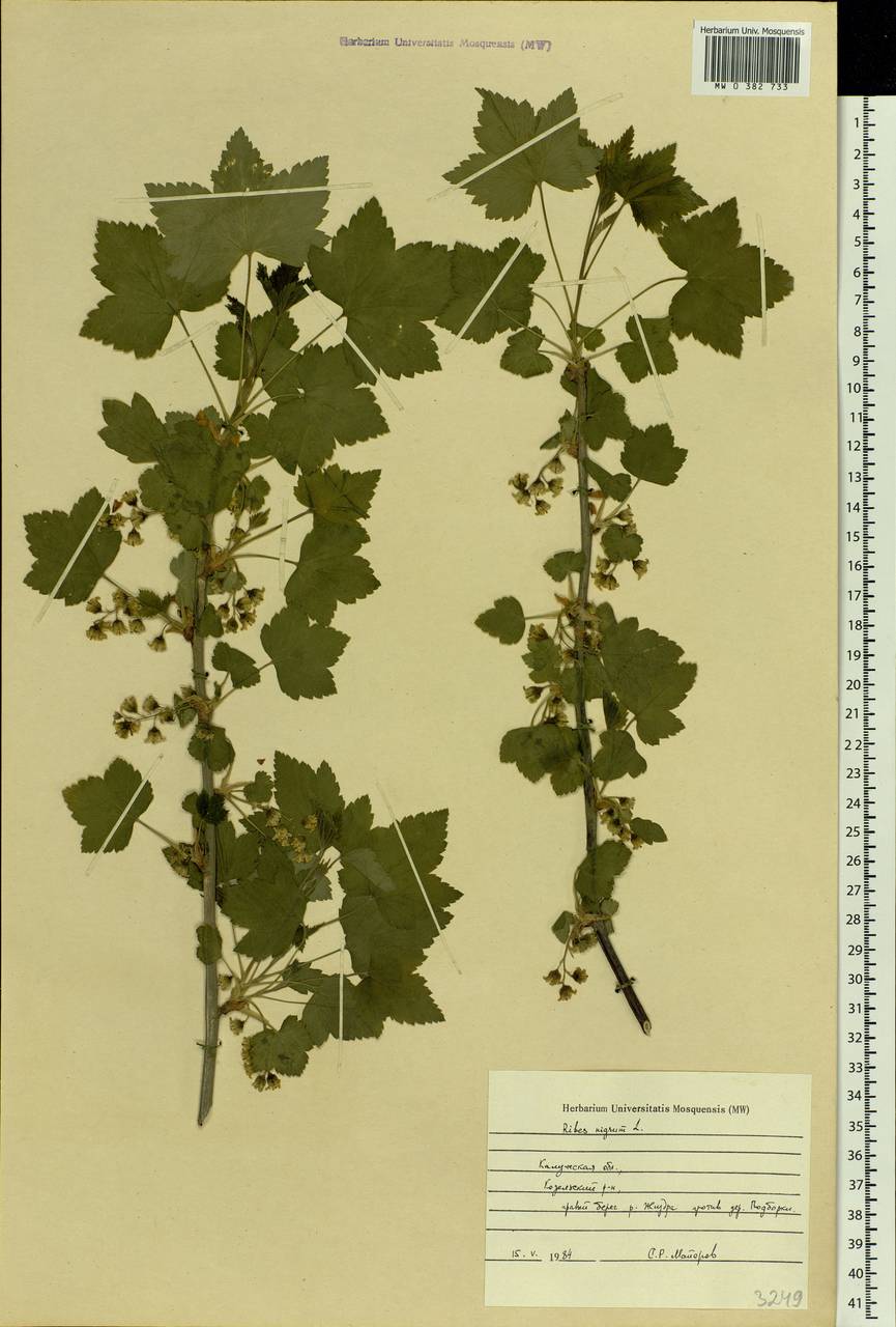 Ribes nigrum L., Eastern Europe, Central region (E4) (Russia)