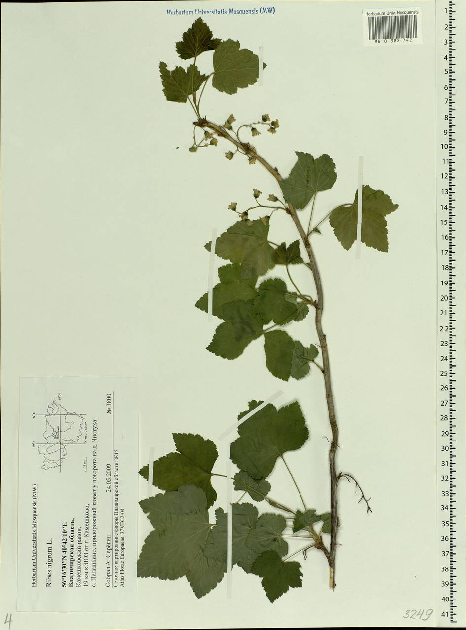 Ribes nigrum L., Eastern Europe, Central region (E4) (Russia)