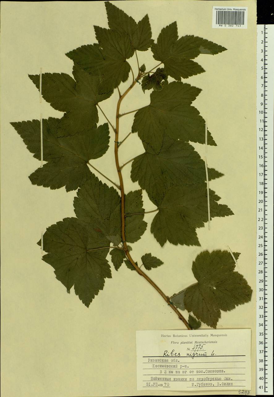 Ribes nigrum L., Eastern Europe, Central region (E4) (Russia)