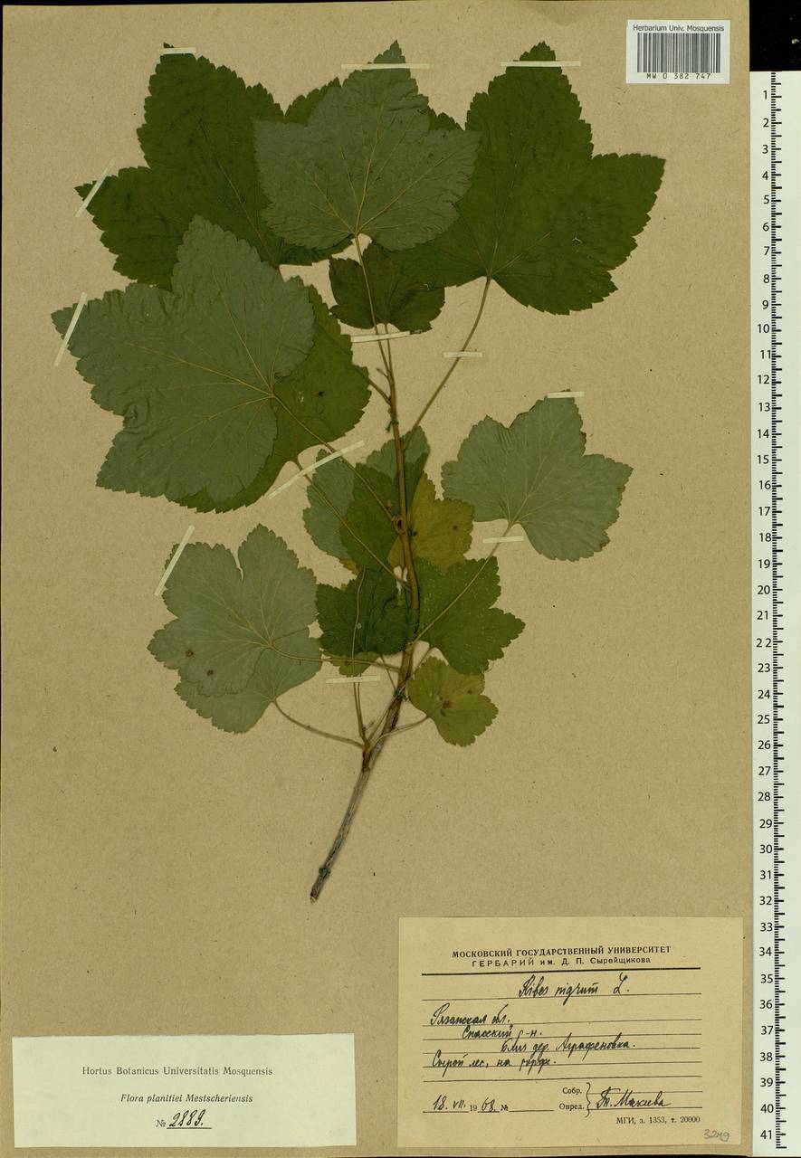 Ribes nigrum L., Eastern Europe, Central region (E4) (Russia)