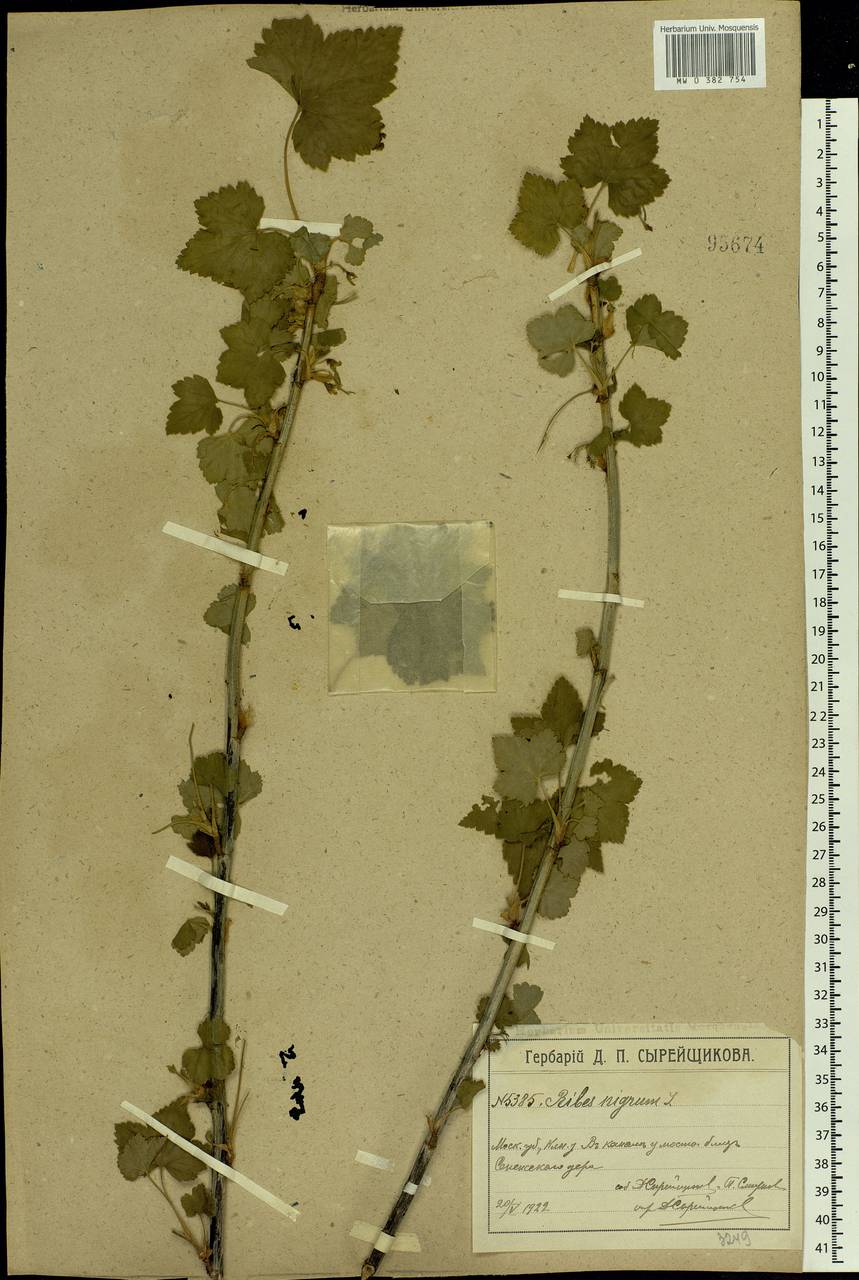 Ribes nigrum L., Eastern Europe, Moscow region (E4a) (Russia)