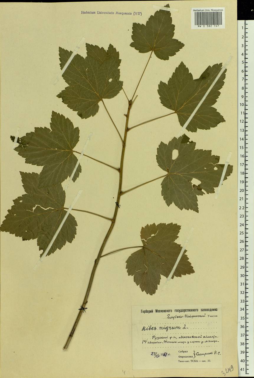 Ribes nigrum L., Eastern Europe, Moscow region (E4a) (Russia)