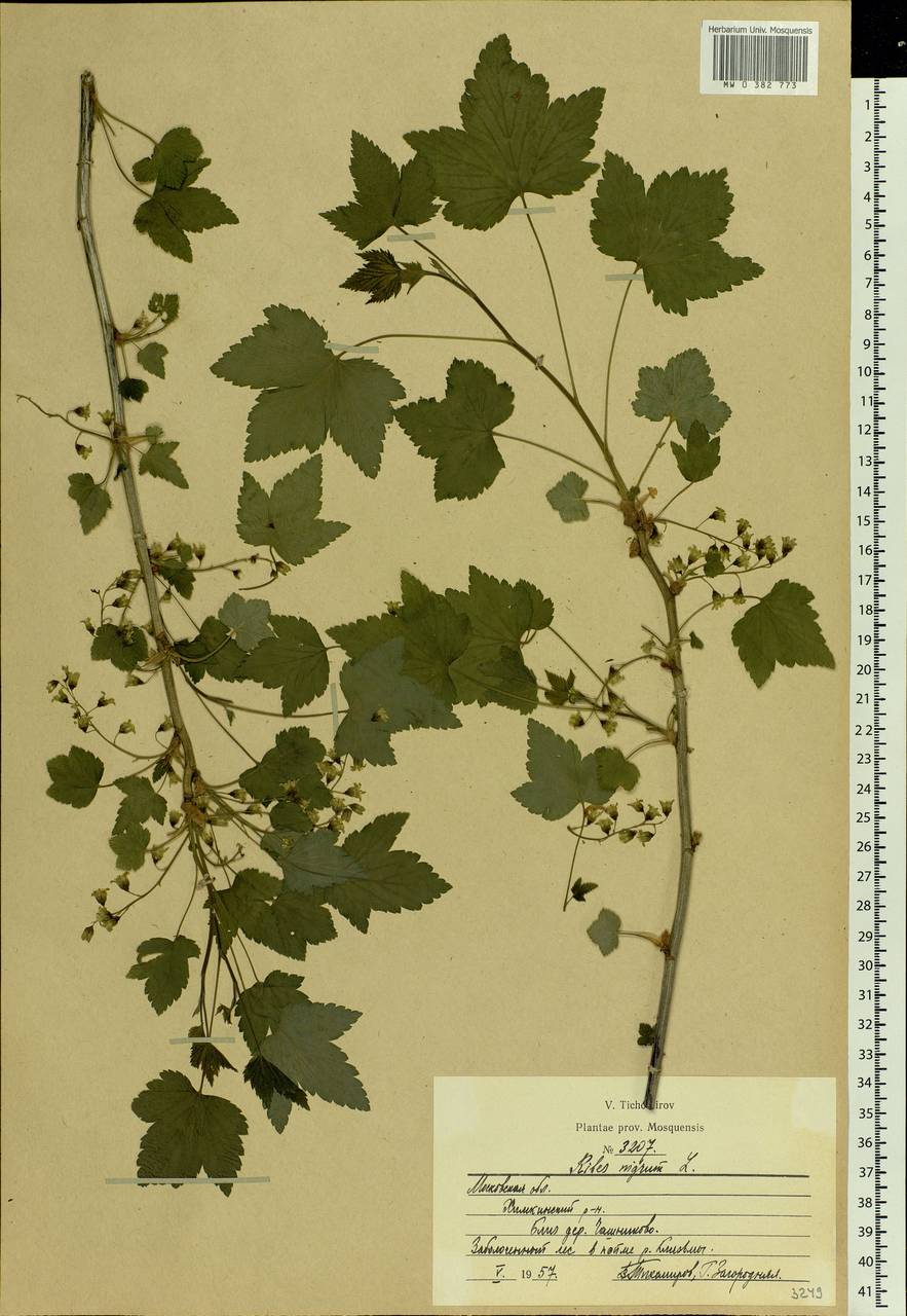 Ribes nigrum L., Eastern Europe, Moscow region (E4a) (Russia)