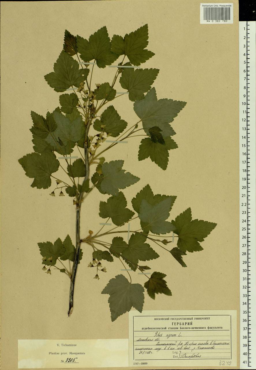 Ribes nigrum L., Eastern Europe, Moscow region (E4a) (Russia)