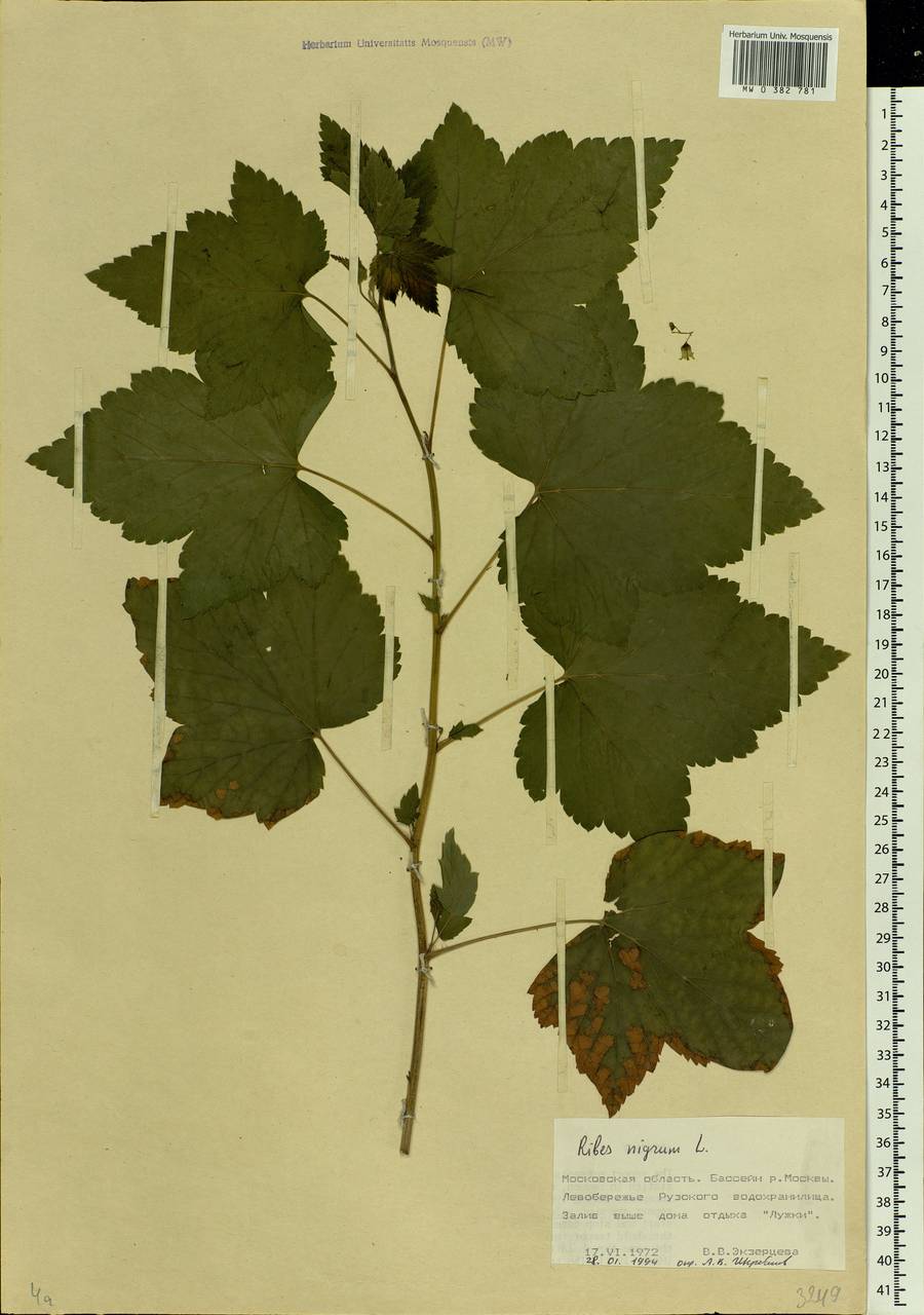 Ribes nigrum L., Eastern Europe, Moscow region (E4a) (Russia)