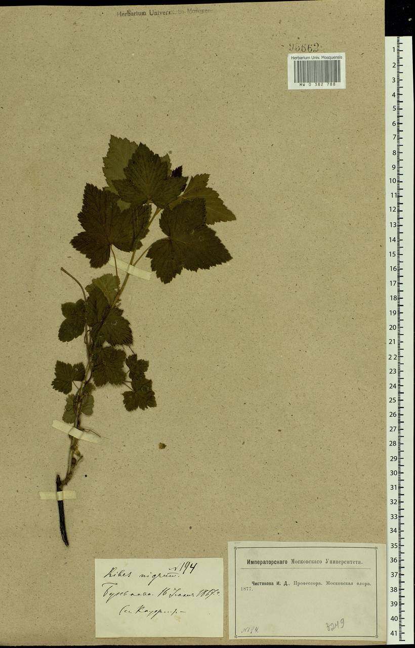 Ribes nigrum L., Eastern Europe, Moscow region (E4a) (Russia)