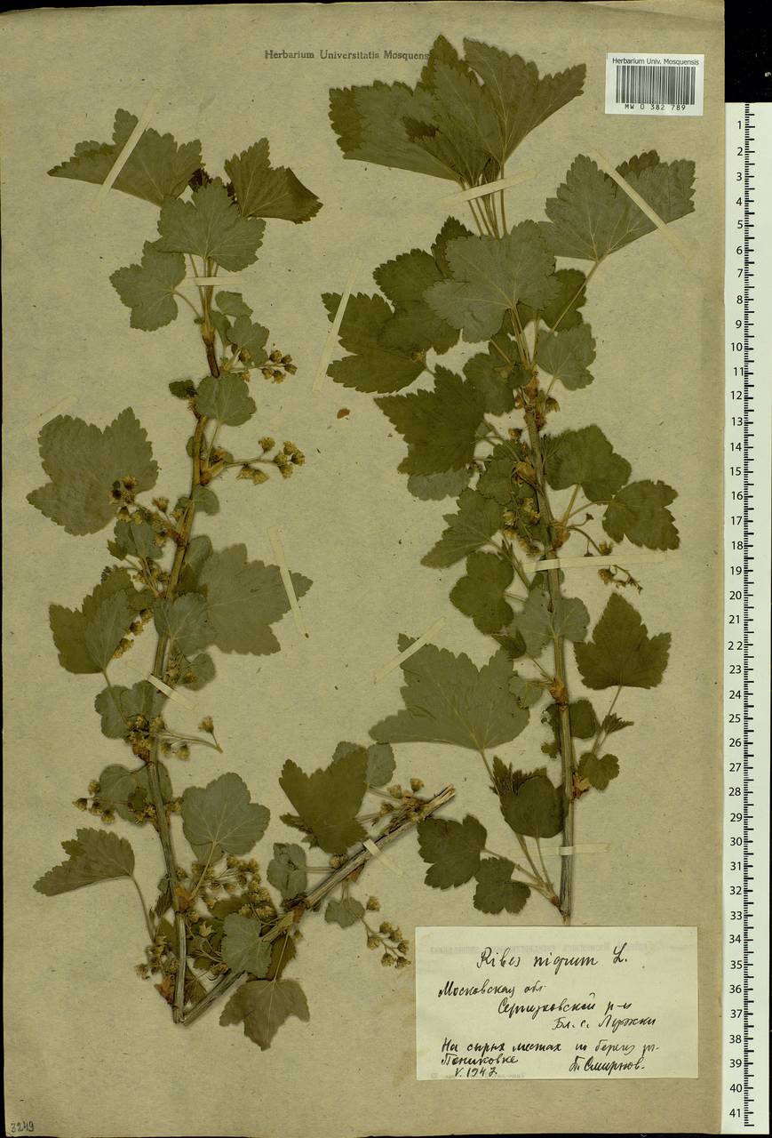 Ribes nigrum L., Eastern Europe, Moscow region (E4a) (Russia)
