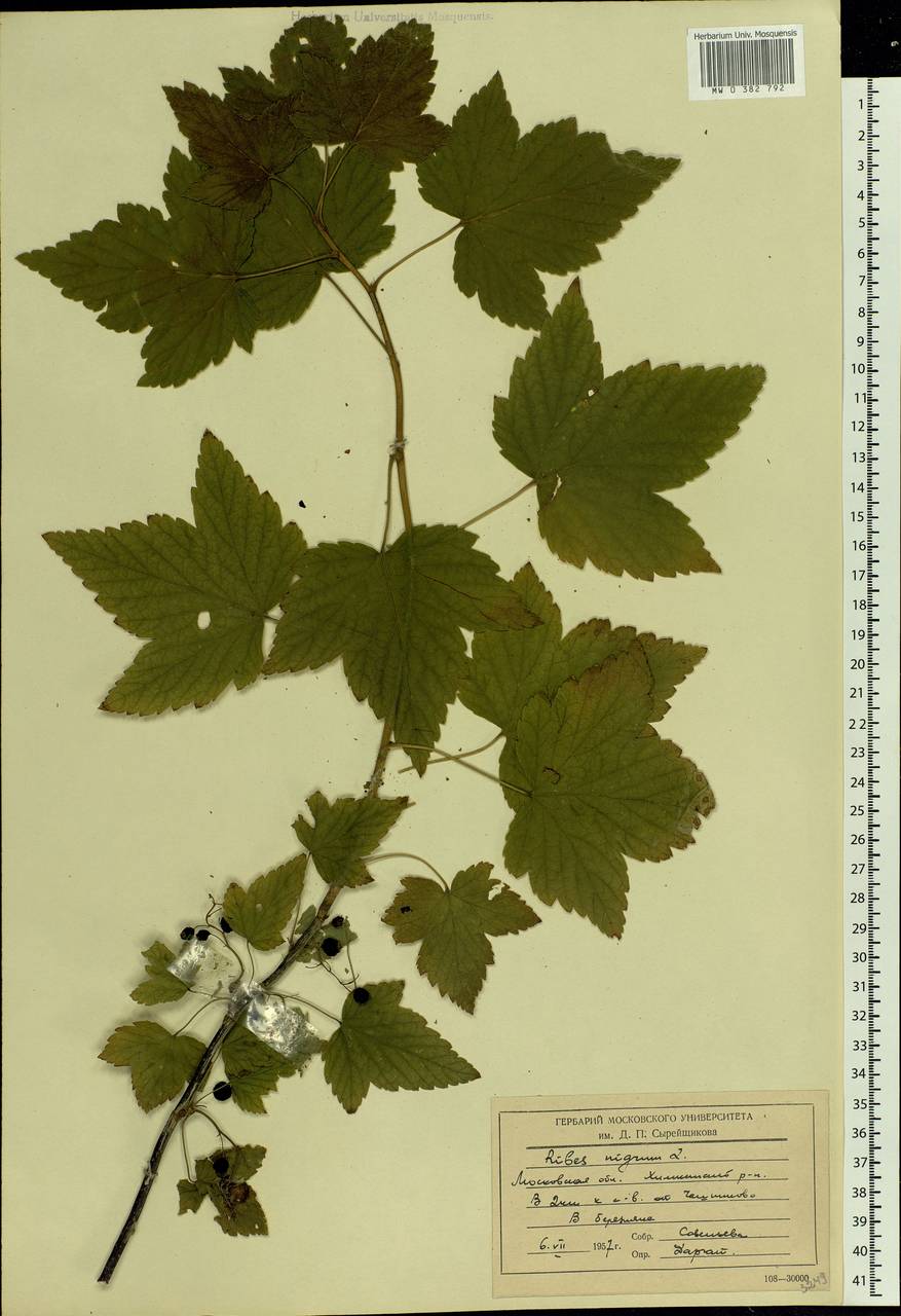 Ribes nigrum L., Eastern Europe, Moscow region (E4a) (Russia)